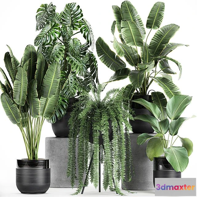 1562441 - Plant collection 710 3D Max