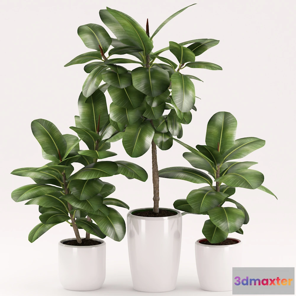 1562528 - Rubber plants with ceramic pot 3D Max