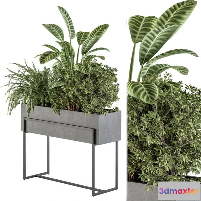 1562658 - Indoor Plant Set 321 Plant Set In Black Box 3D Max