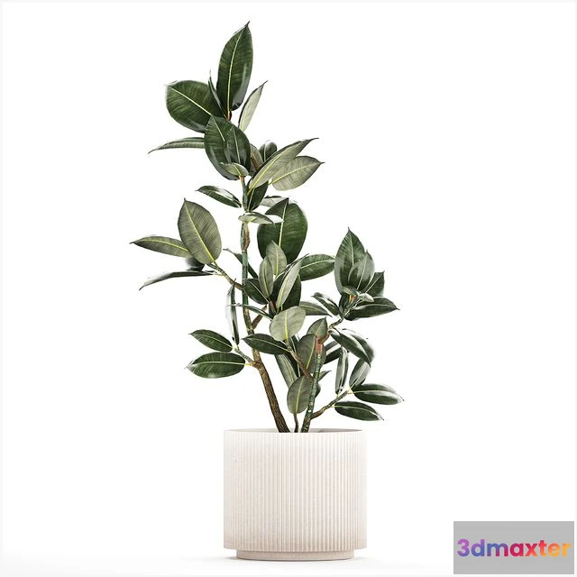 1562801 - Beautiful small tree in a modern pot  1235 3D Max