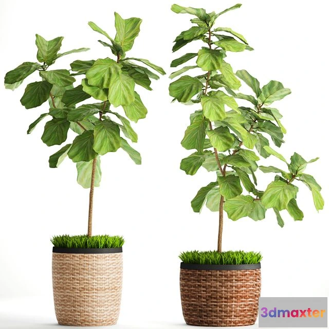 1564313 - The ficus is lyrate. Collection. 2 3D Max