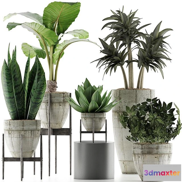 1564758 - Plants Collection 37 3D Max