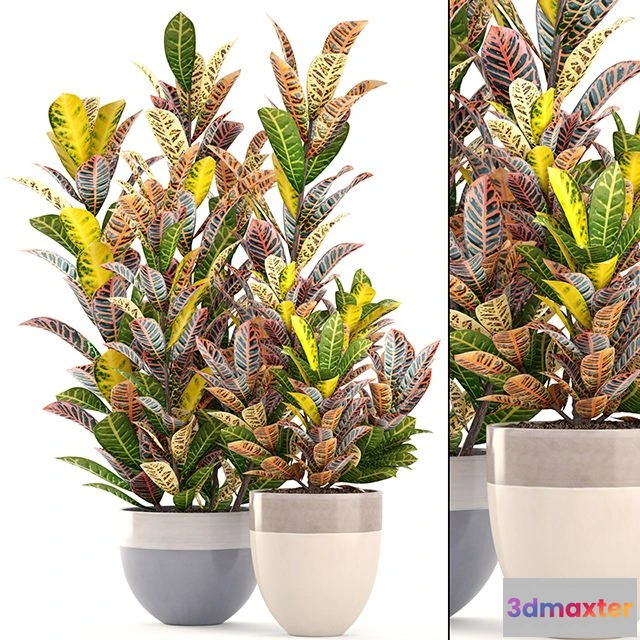 1565146 - Collection of plant Croton 3D Max