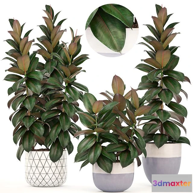 1565150 - Collection of plants 204 (FICUS) 3D Max