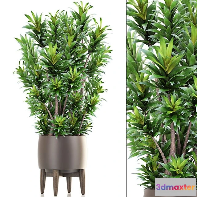 1565172 - Dracaena 6 3D Max