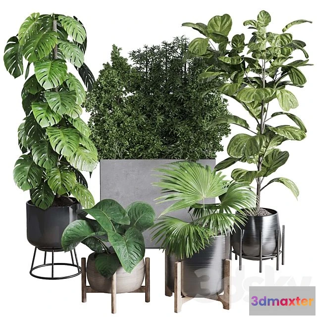 1565346 - Collection Indoor Plant 251 3D Max