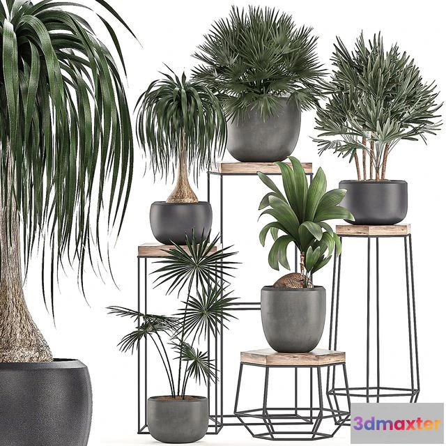 1565352 - Collection of plants 525 3D Max