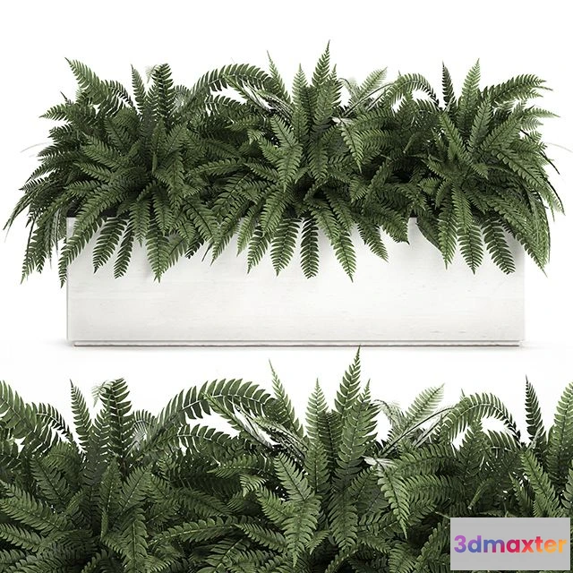 1565426 - Fern in a white pot for the interior 3D Max