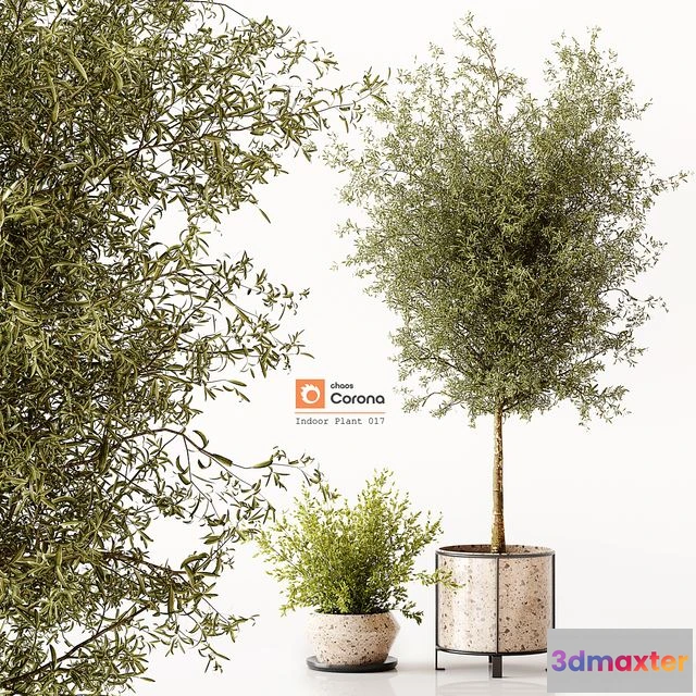 1565458 - Indoor Plant 017 3D Max