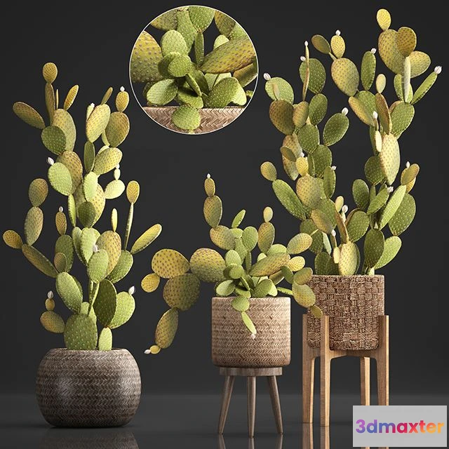 1565556 - Plant Collection 375 3D Max
