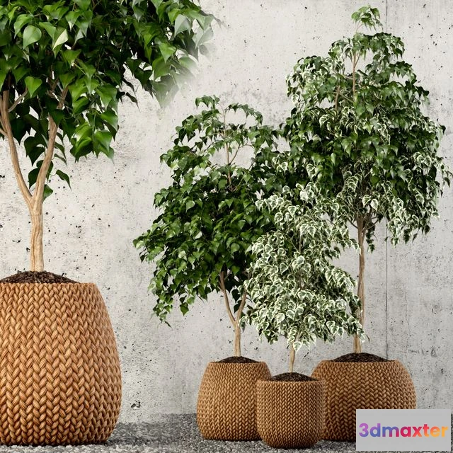 1566034 - Plants collection 62 3D Max