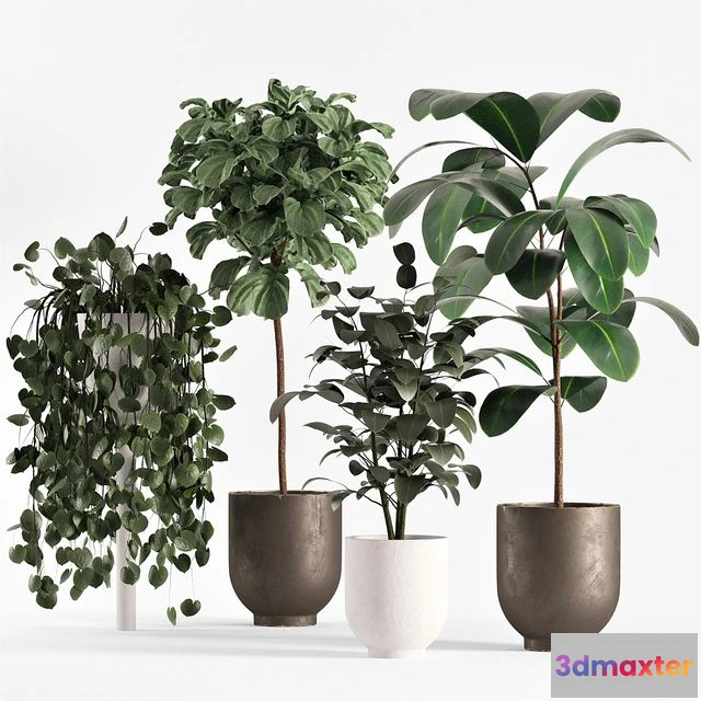 1567616 - Collecton03 Ficus Plants 3D Max