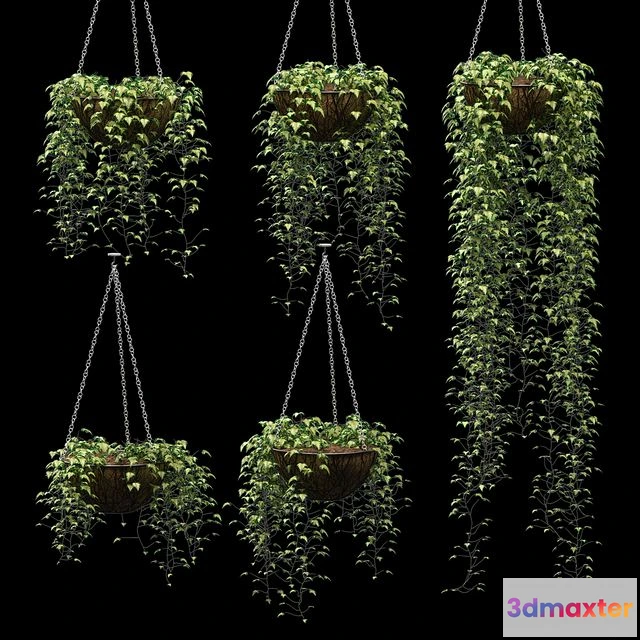 1567706 - Ivy in pots. 5 models 3D Max