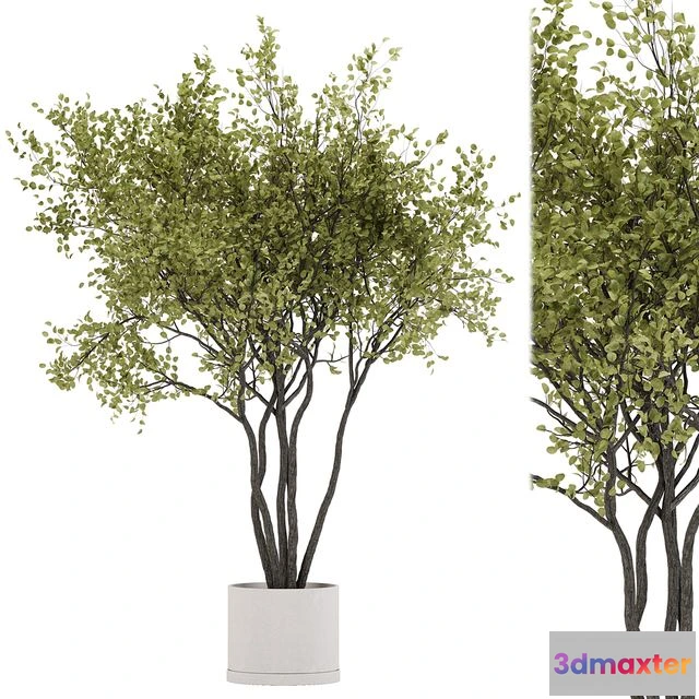 1568188 - Indoor plant set 31 3D Max