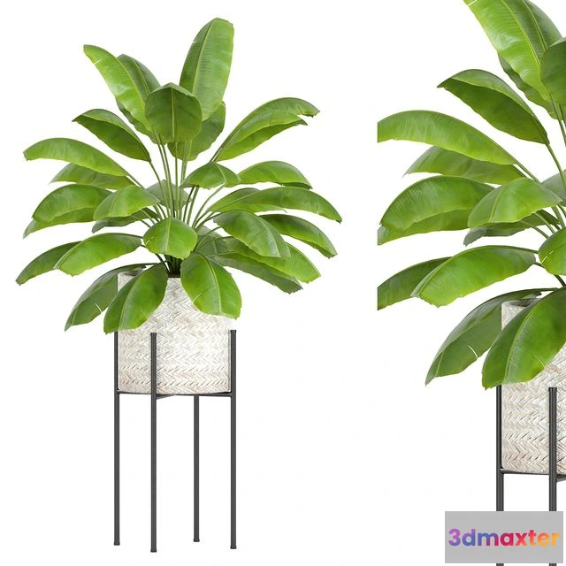 1568340 - Plants collection 56 3D Max