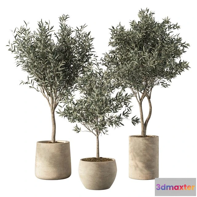 1568694 - Olive Tree Indoor Plants Set.85 3D Max