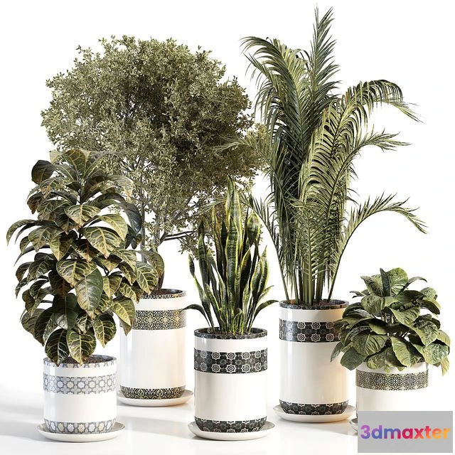 1569090 - indoor plant 02 3D Max