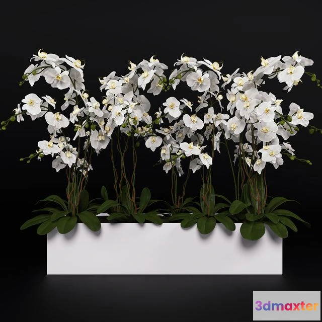 1569164 - Orchid (phalaenopsis) bouquet 3 3D Max