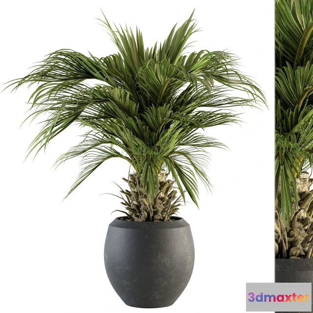 1569444 - indoor Plant Set 133 3D Max