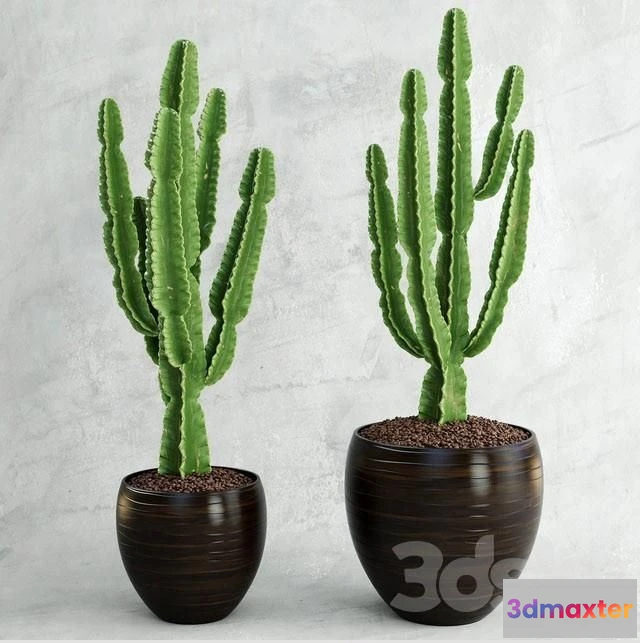 1569506 - Cactus Euphorbia ingens 3D Max