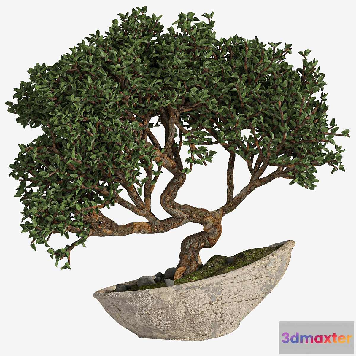 542303 - bonsai 04 indoor