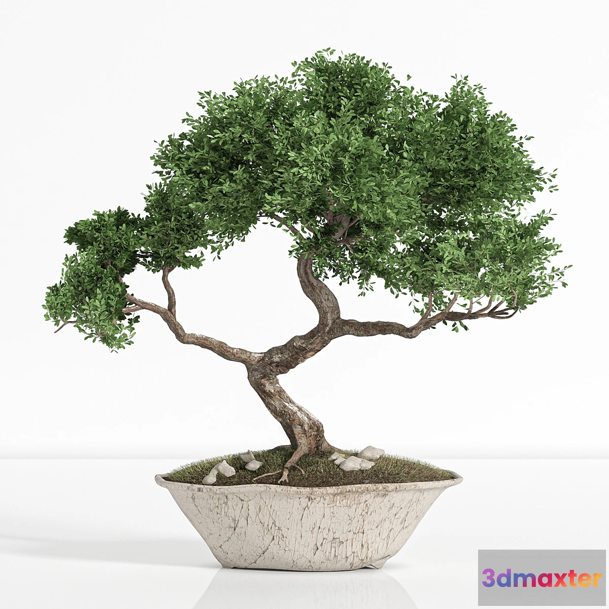 542309 - plant bonsai02
