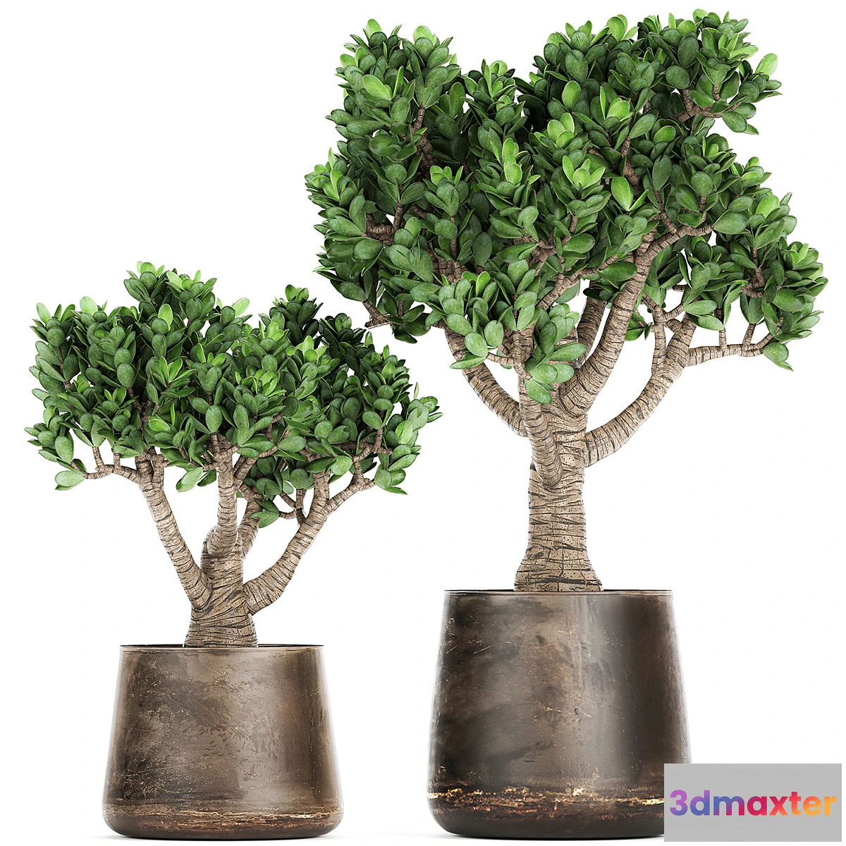 542653 - Collection of plants in metal pots with flower Crassula. Set 930.