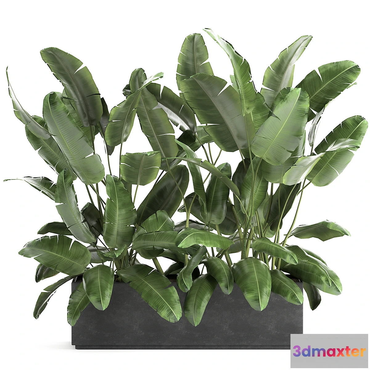 543111 - Lush exotic thickets of bushes banana palm ravenala Strelitzia in a metal pot flowerbed. 866.