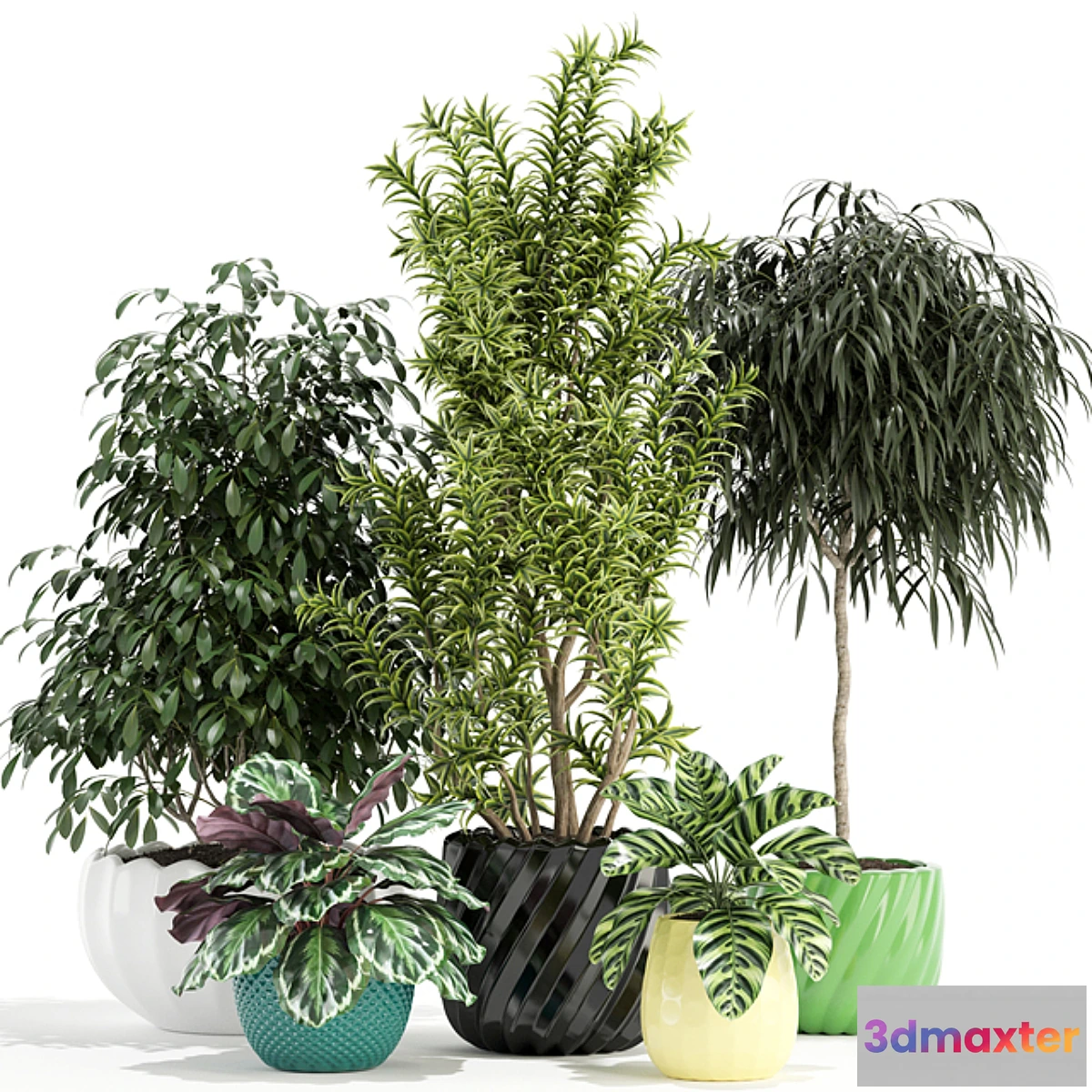 572312 - Plants collection 111