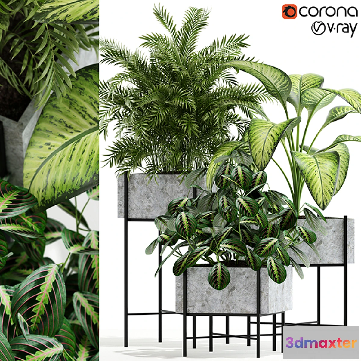 572384 - Plants collection 143 Opalo