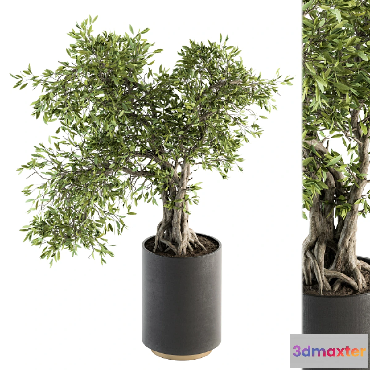 572412 - indoor Plant Set 207 - Big Bonsai in pot