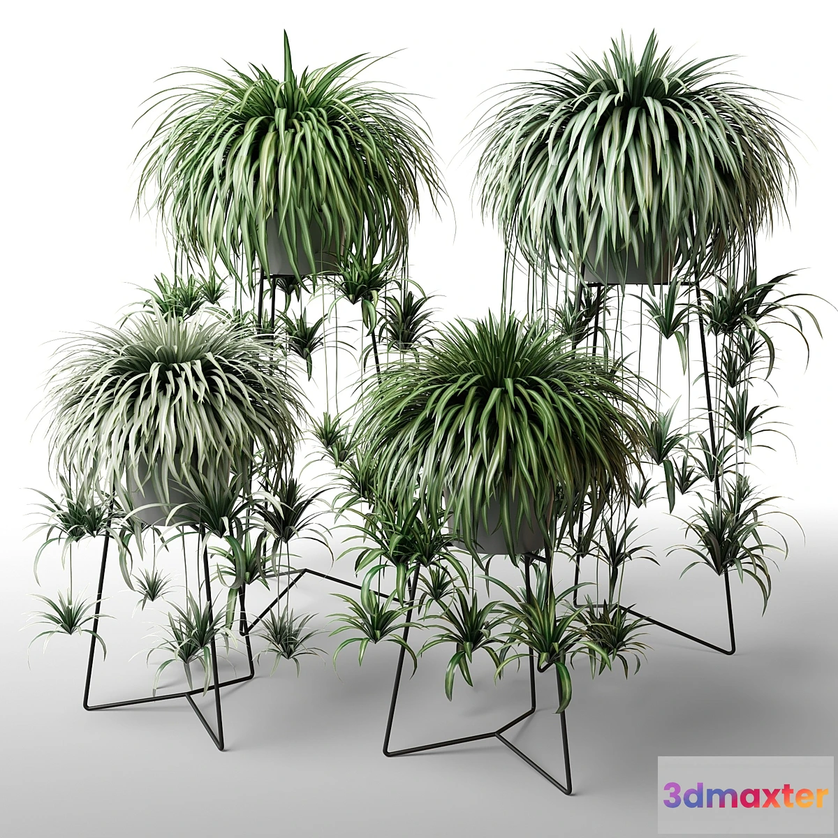 572430 - Indoor plants in floor planters