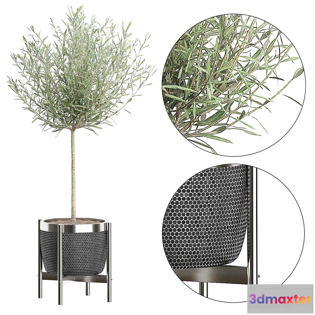 572440 - OLIVE TREE 67