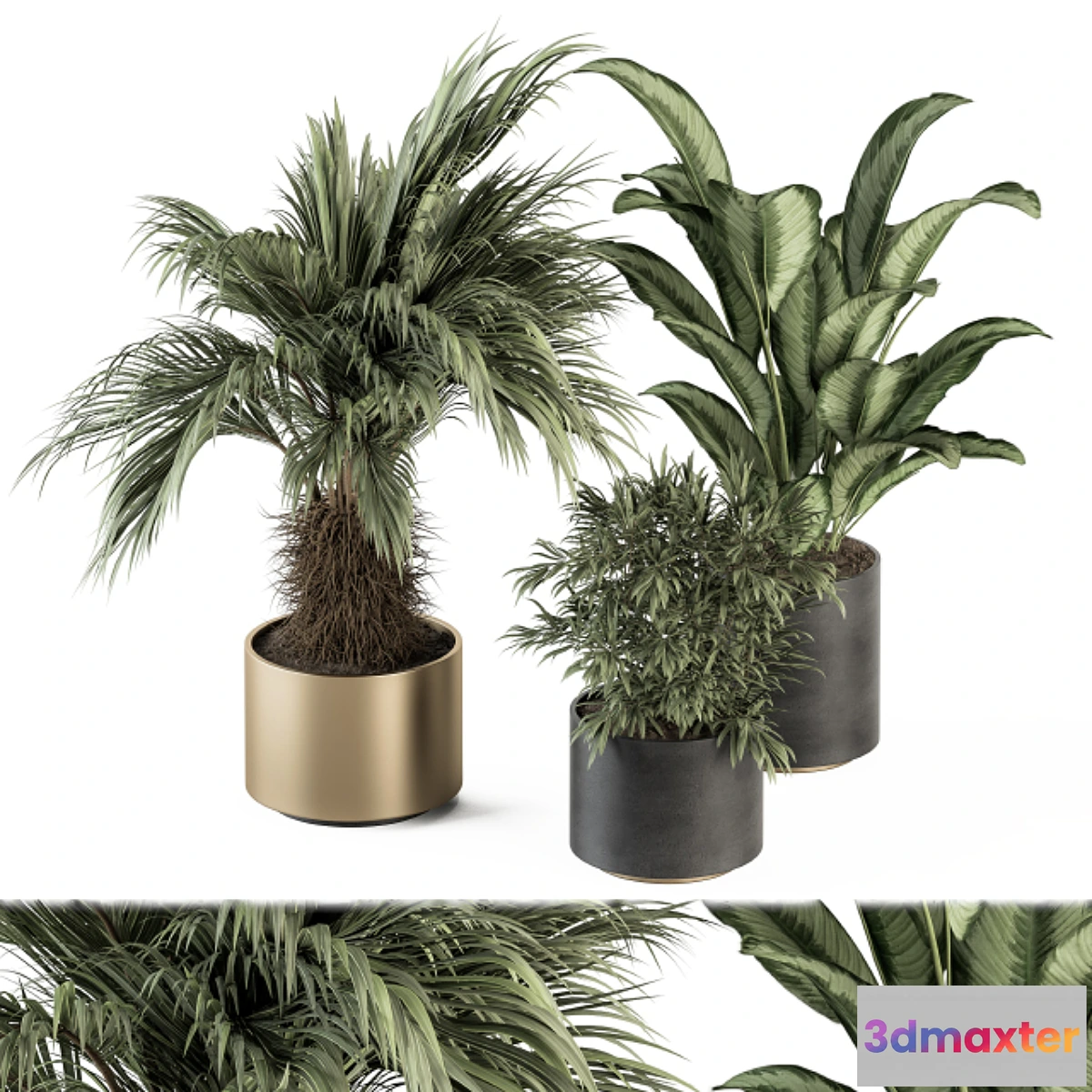 572442 - indoor Plant Set 256 - Plant Set in pot