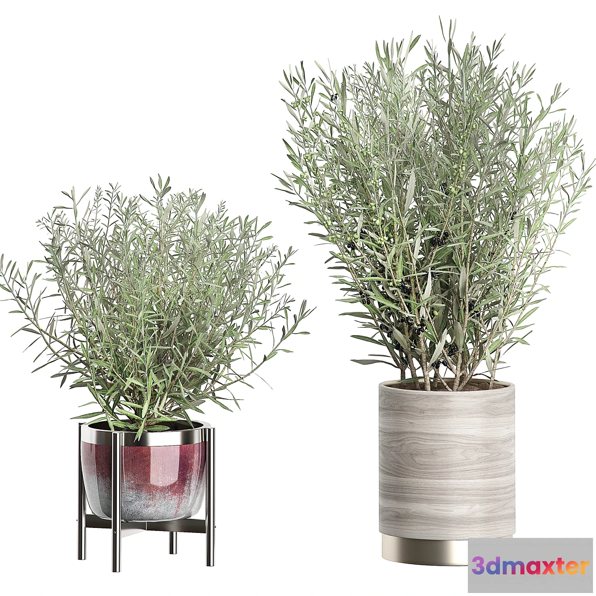 572484 - INTERIOR OLIVE TREE PACK 66