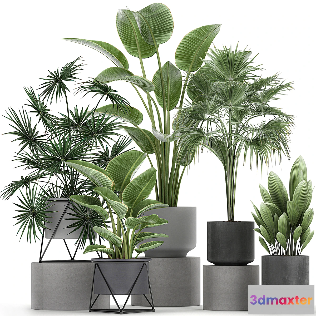 572500 - Collection of plants in concrete pots with Strelitzia fan palm office plants. Set 755.