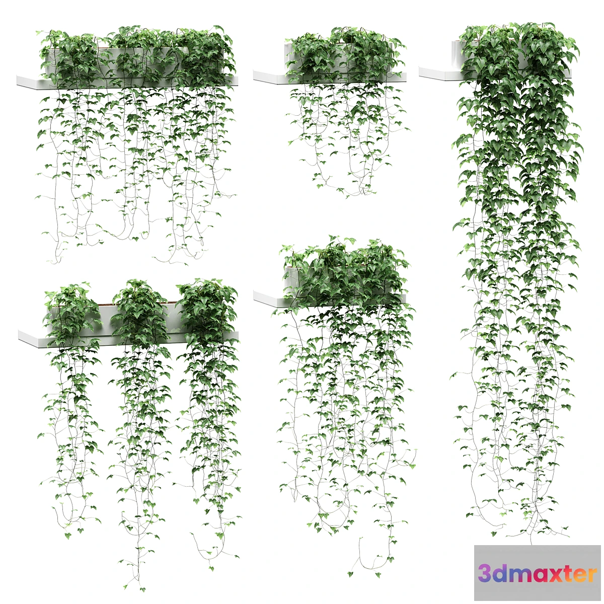 572516 - Ivy for shelves