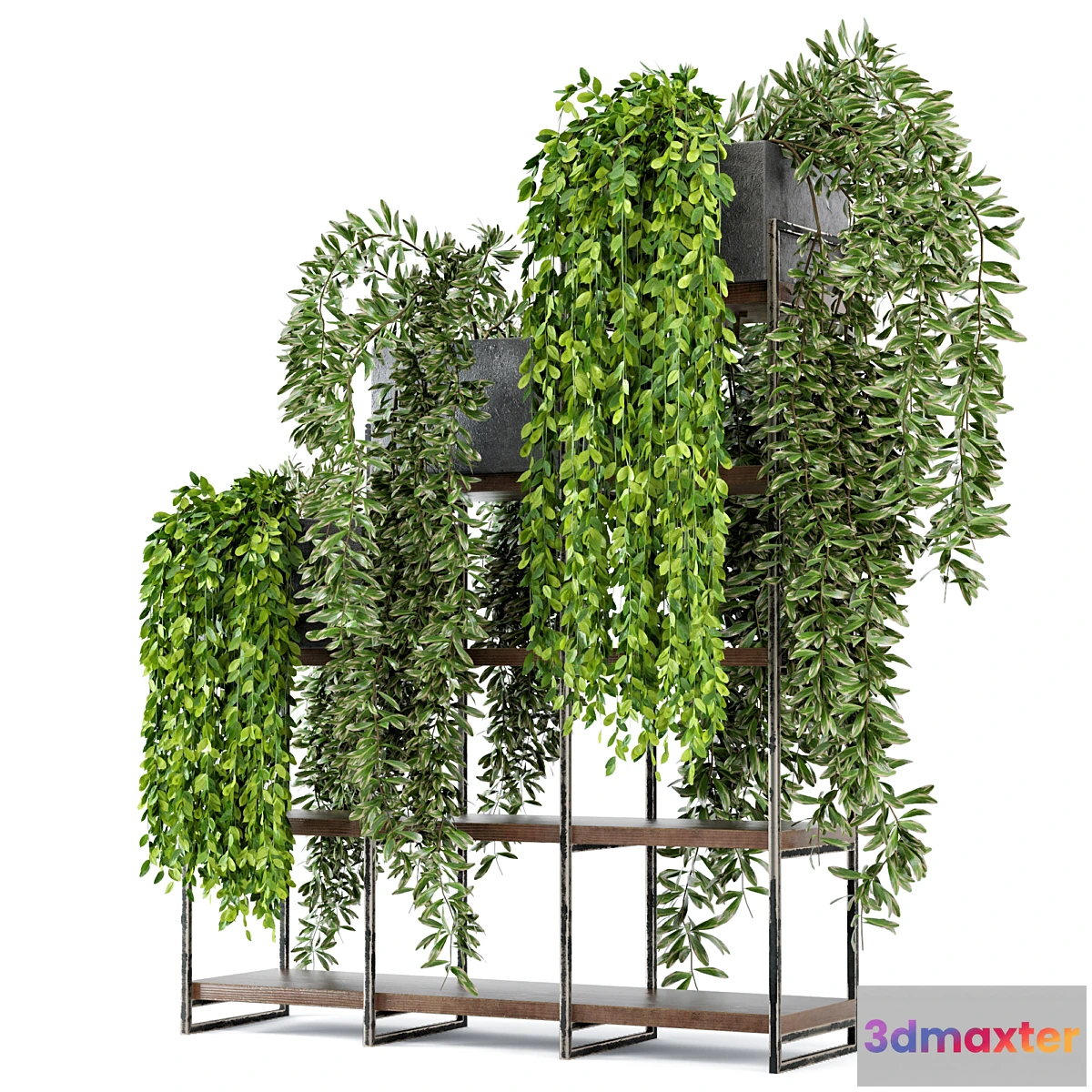 572564 - Indoor Plants in rusty Concrete Pot on Metal Shelf - Set 53