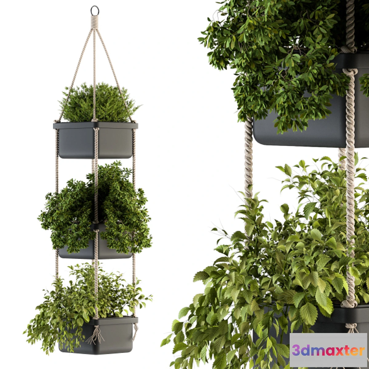 572578 - Hanging pot with Rope - indoor Plants 164