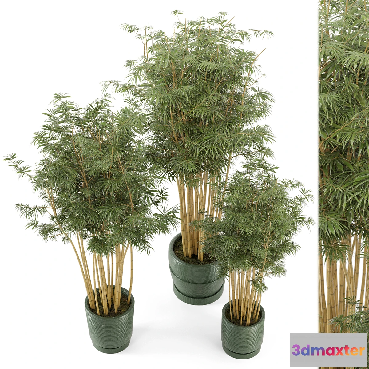 572590 - Indoor Plants Bamboo Set in rusty Concrete Pots - Set 108