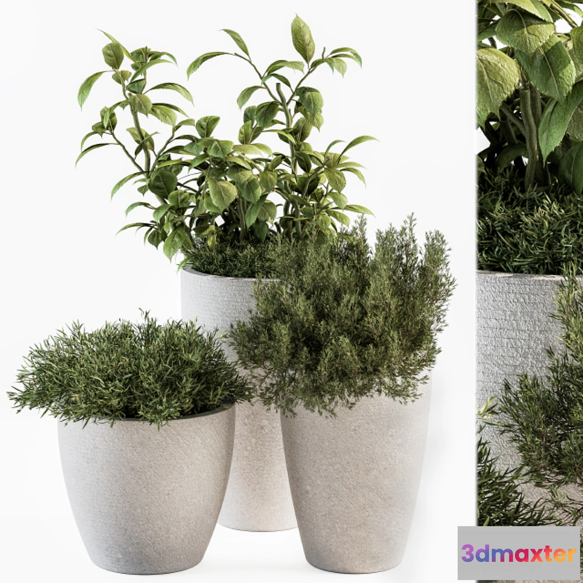 572602 - indoor Plant Set 191 - Plant in pot