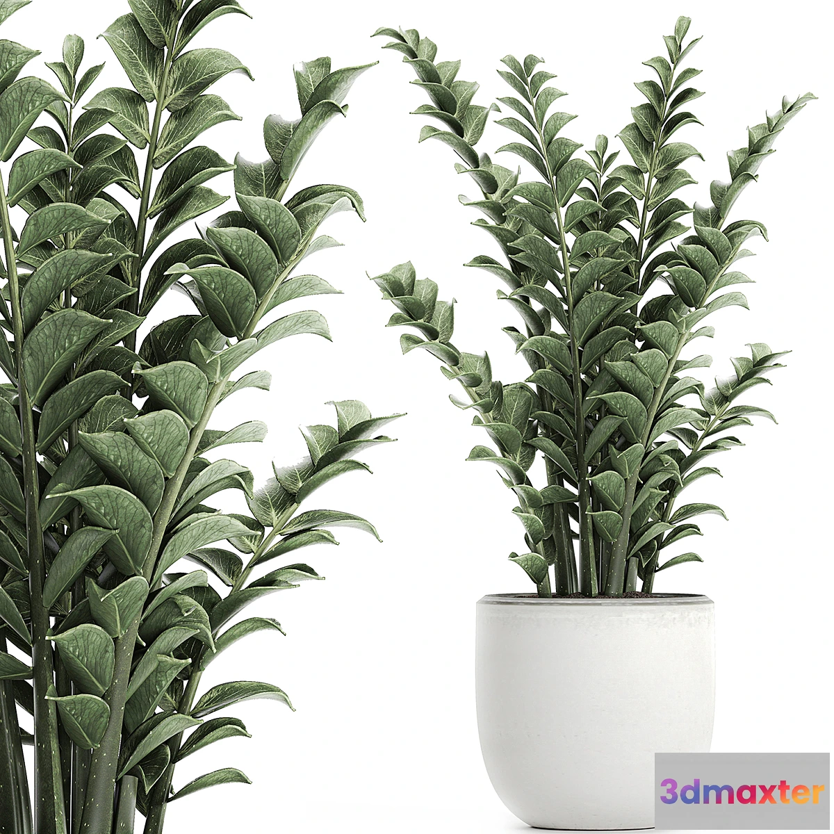 572620 - Beautiful small decorative flower in a white pot Zamiokulkas. Set 616.