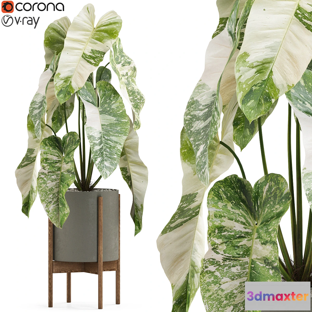 572636 - Plants collection 522