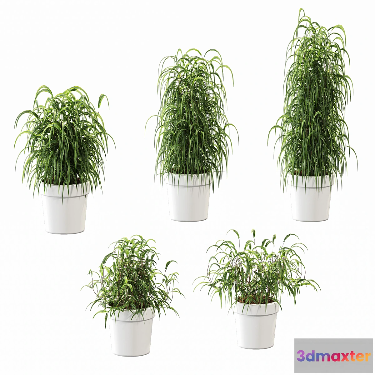 572640 - Plant in the pot. 5 models