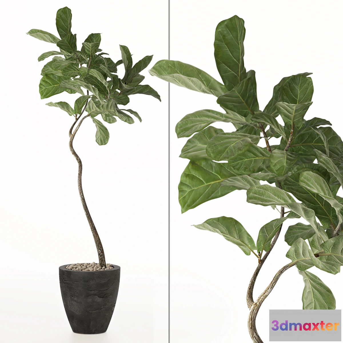 572646 - ficus lyrata No. 3