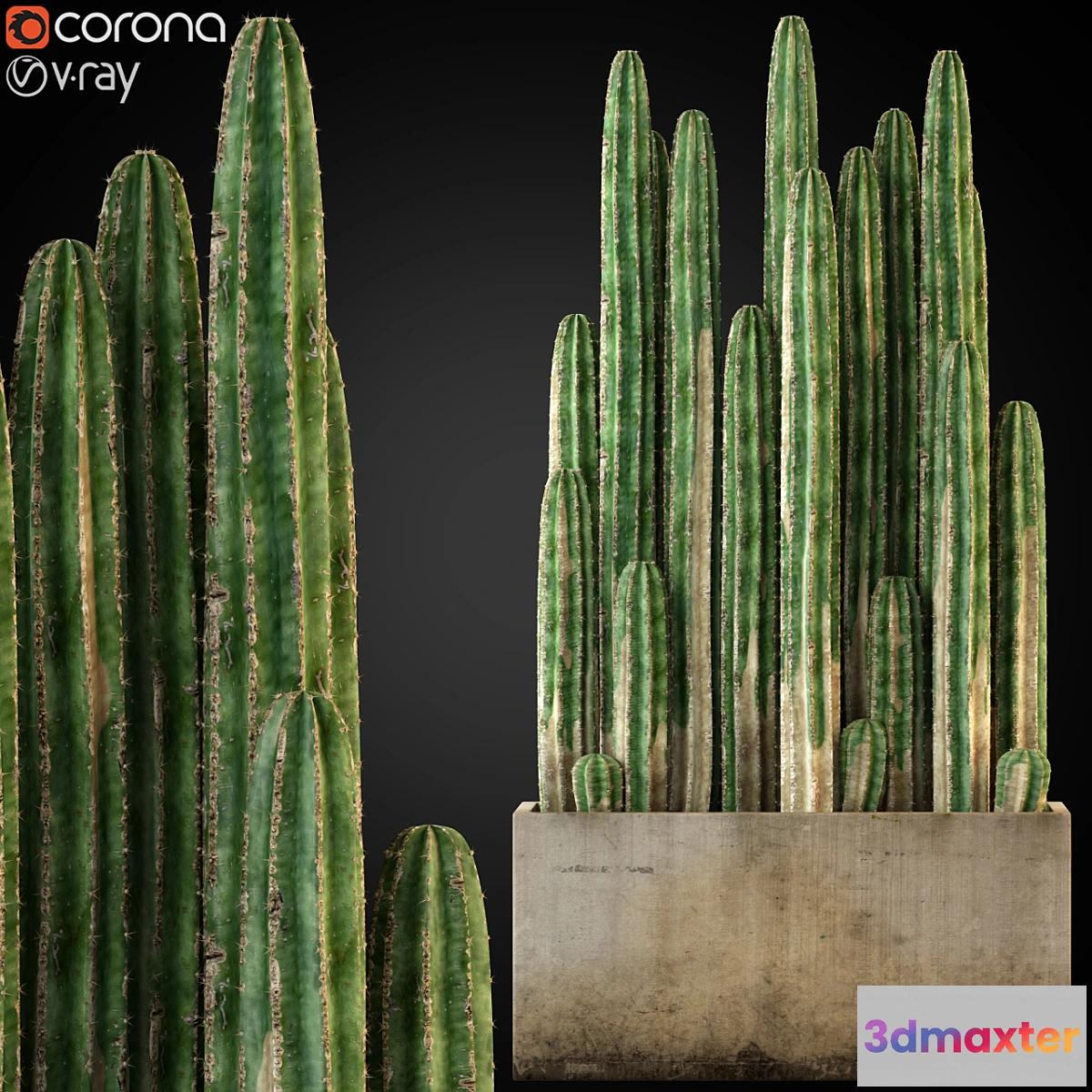 572650 - Plants collection 260