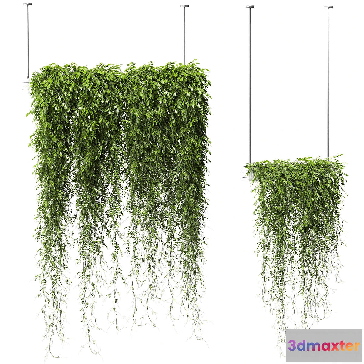 572682 - Plants in Hanging Planters v2. 2 models