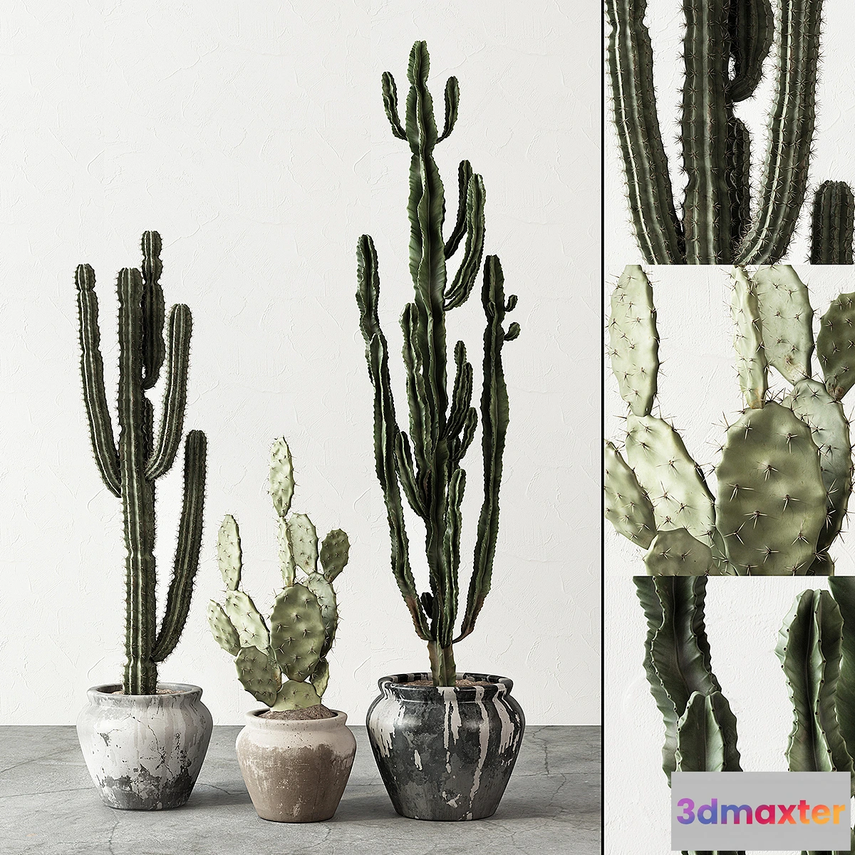 572690 - Set of Cactuses