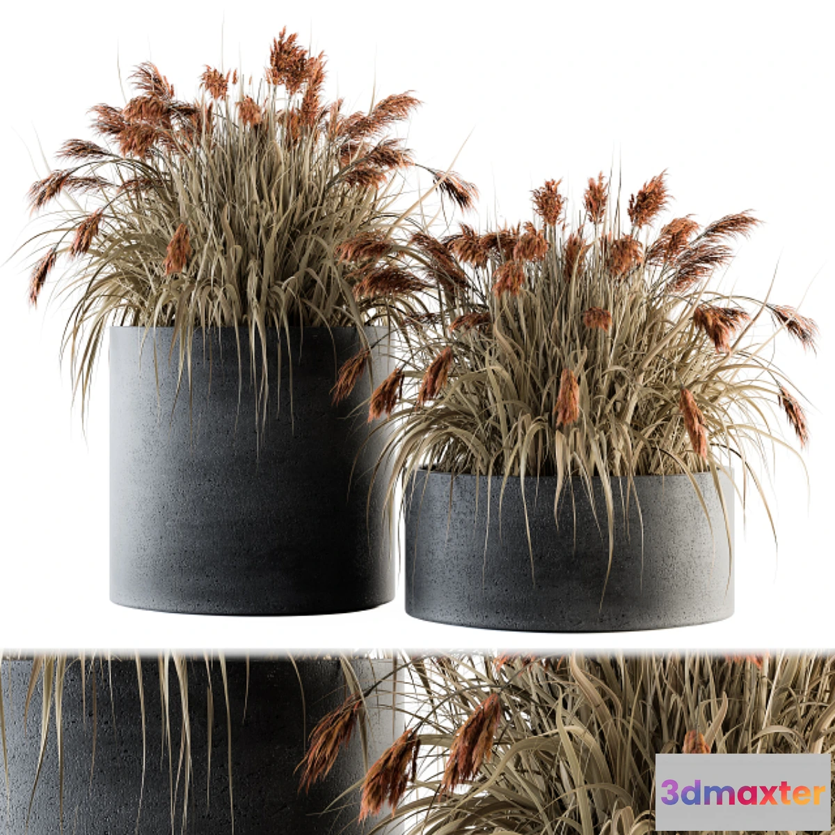 572700 - indoor Plant Set 140 - Indian Grass