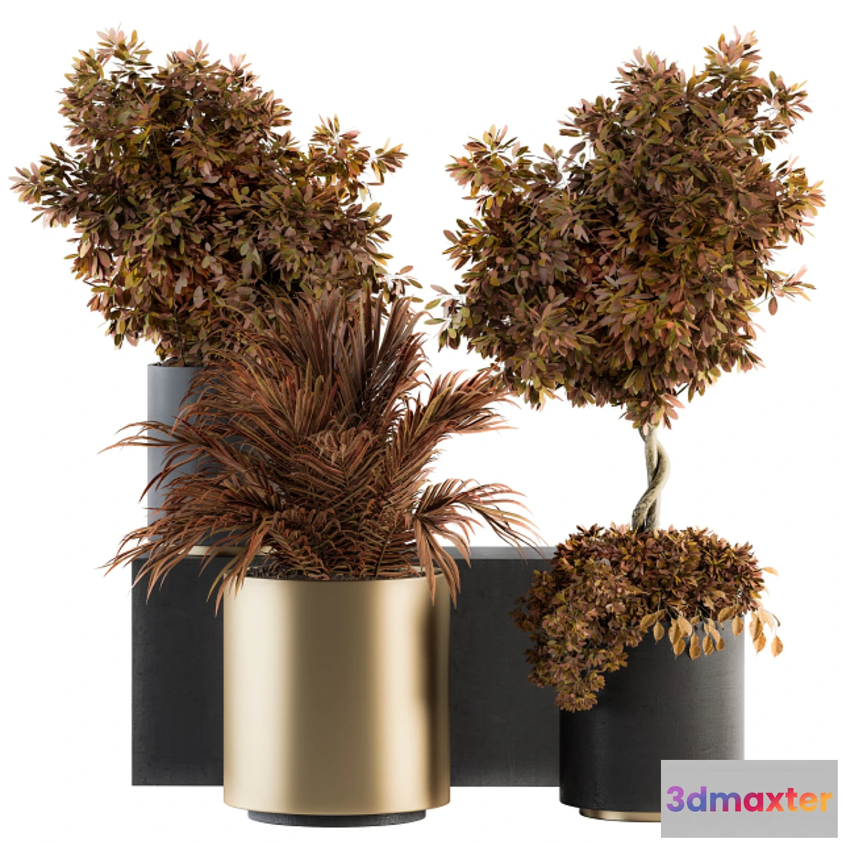 572718 - indoor Plant Set 91 - Black and Gold (Red Plant)